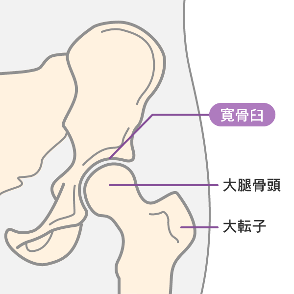 股関節